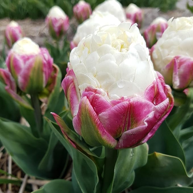Ice Cream Double Tulip Bulbs โ 3 Premium Peony-Style Blooms | White Cream Petals with Pink-Red Base | Unique Spring Perennial Flowers for Gardens & Containers โ Zones 3โ8 (3 Bulbs)