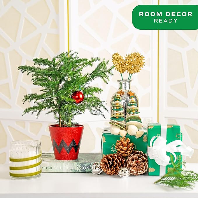 Costa Farms Live Christmas Tree, Small Norfolk Pine in Christmas Decor Plant Pot, Christmas Ornament, Holiday Gift Decoration for Room Decor, 10-12 Inches Tall