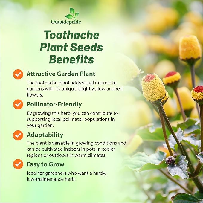 Outsidepride Toothache Plant Seeds - 5000 Pcs. Perennial, Easy to Grow & Pollinator Friendly, Herb Seeds for Planting Ornamental, Pompom-Shaped Yellow Blooms for Culinary Creations & Herb Gardens