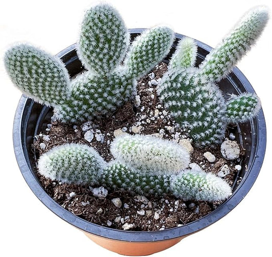 Sprout N Green Opuntia microdasys albata 'Bunny Ears', Live Cactus Plant Rooted in 4in Nursery Pot, Indoor Outdoor Office Home Holiday Décor