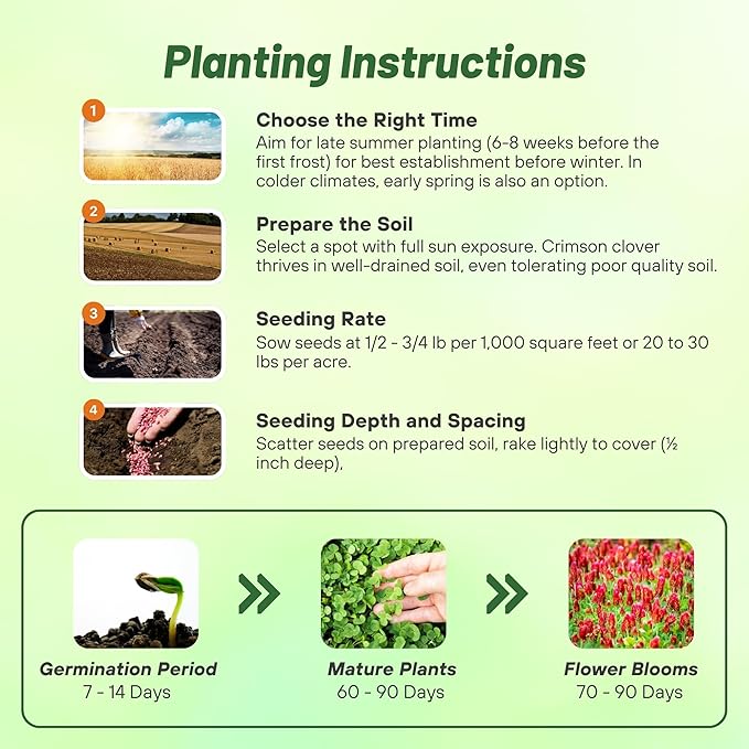 Outsidepride Crimson Clover Seeds - 2 lbs. Annual, Nitrocoated, & Inoculated Ground Cover Seeds, Ideal Clover Seed for Lawn, Cover Crop, Pasture, Hay, Green Manure & Wildlife Forage