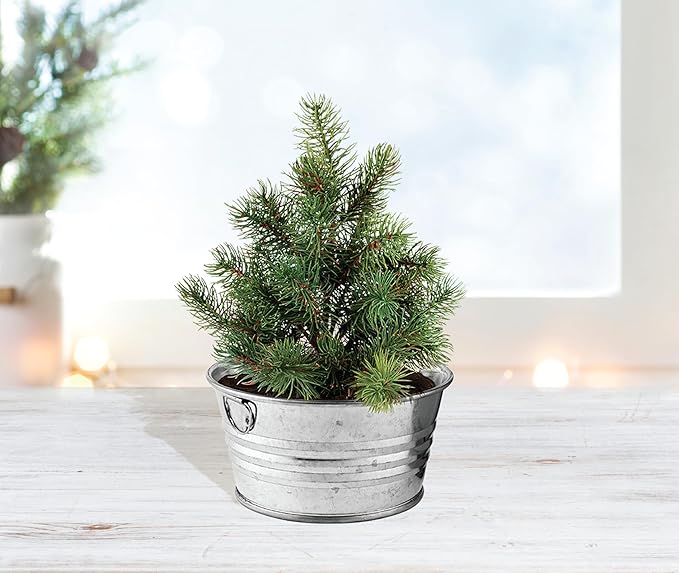 Buzzy Seeds Spruce Christmas Tree to Be Grow Kit, Complete with a Mini Galvanized Basin Planter, Non-GMO Seeds and Growing Medium, Fun DIY Holiday Gardening Gift, Stocking Stuffer, Party Favor