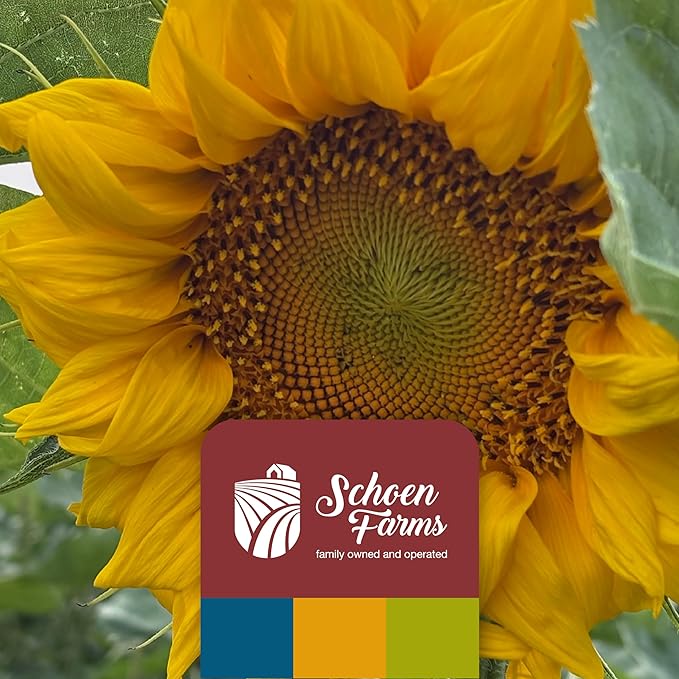 Schoen Farms Striped Sunflower Seeds – Hulled Wild Bird Food – 3 lb Bag – Clean, No-Mess Bird Seed for Finches, Jays & Cardinals