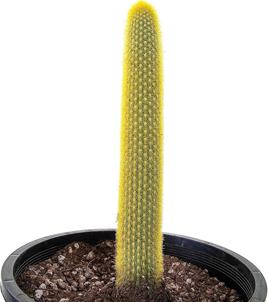 Cactus Outlet - Cactus Plants Live, Live Plants Indoor & Outdoor Use, Live Cactus, Golden Torch- Rare Large Live Cactus - Landscape Ready Large Cactus Plant Live Delivered Right to Your Door