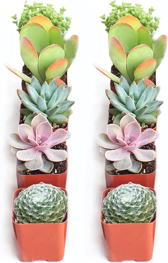 Shop Succulents Assorted Succulent Plant Pack Collection - Live Mini Succulent Plants, Low Maintenance, Mixture of Colors & Textures - Wedding and Party Favors, Gift & Garden, Pack of 10