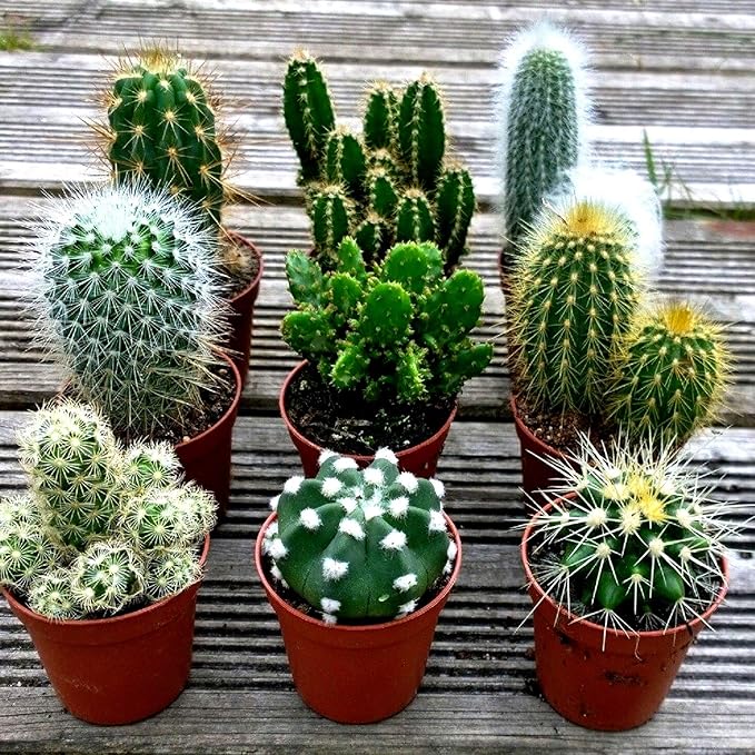 Cactus Seed Mix 50+ Assorted Cacti Seeds for Planting Indoors and Outdoors Different Varieties