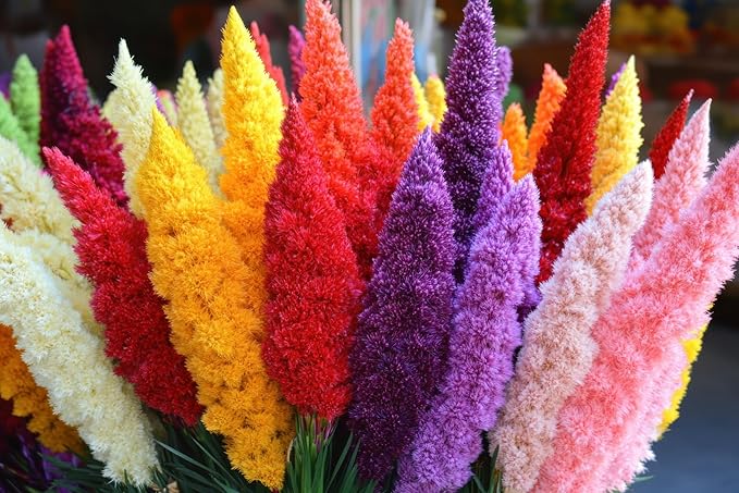 Celosia Plumosa Plumed Cockscomb Celosia Argentea 200+ Seeds Garden Flower Seeds