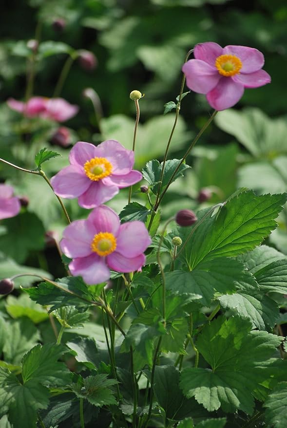Perennial Farm Anemone Tomentosa 'Robustissima' – Live Windflower Perennial in #1 Container, Soft Pink Blooms, Vigorous & Hardy, Long Blooming, Deer Resistant, Ideal for Borders & Late Summer Color