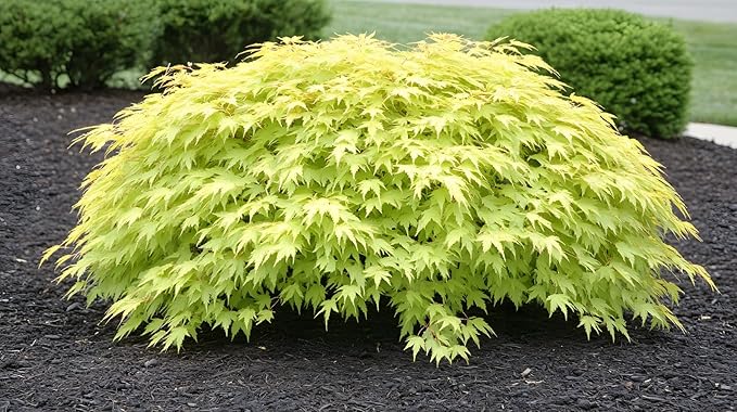 Green Japanese Maple Bonsai Tree Seedling for Planting - Approx 12-18 Inches Tall - Ready to Train, No Pot Included - Grow Indoor or Outdoor