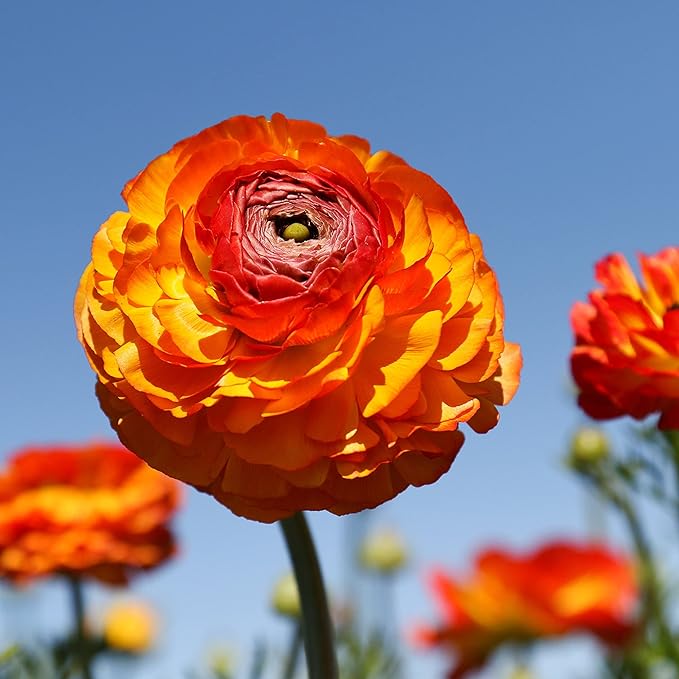 Easy to Grow Ranunculus Tecolote Flamenco 10 Plant Bulbs - Unique Red Orange & Yellow Flowers in Spring, Full Sun Outdoor Zones 8-10, Mediterranean Carlsbad Flower Fields