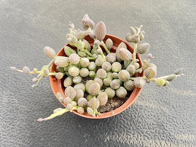 String of Watermelons, Live Trailing Succulent Fully Rooted in 4" Pots with Soil Mix, Rare House Plant for Home Office Wedding Hanging Decoration, DIY Projects, Party Favor