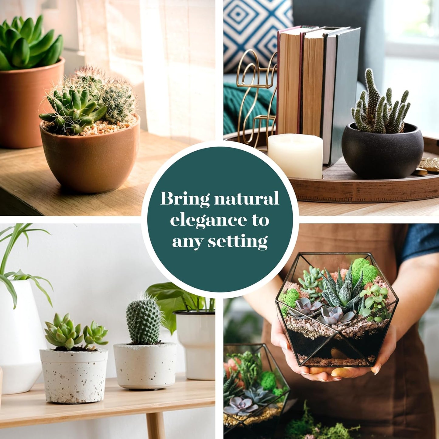 Shop Succulents Premium Live Mini Cactus and Succulent Plants in 2" Pots, Easy Care Indoor or Outdoor Gardening, Terrariums, Favors, & Contemporary Spaces with Hardy, Resilient Varieties, Pack of 40