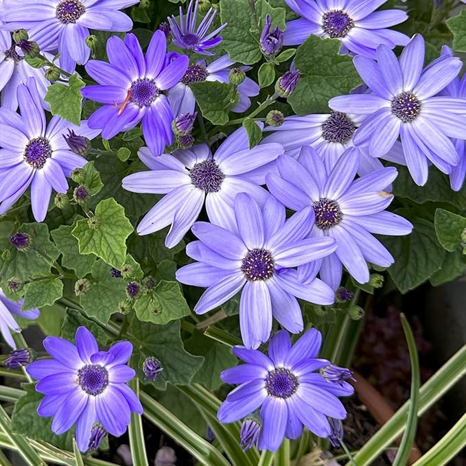 Blue Garden Flower Collection โ 40 Bulbs | Rare Spring Blooming Perennials: Purple Alliums, Blue Tulips, Muscari, Anemone | Attracts Butterflies & Bees โ Zones 3โ9