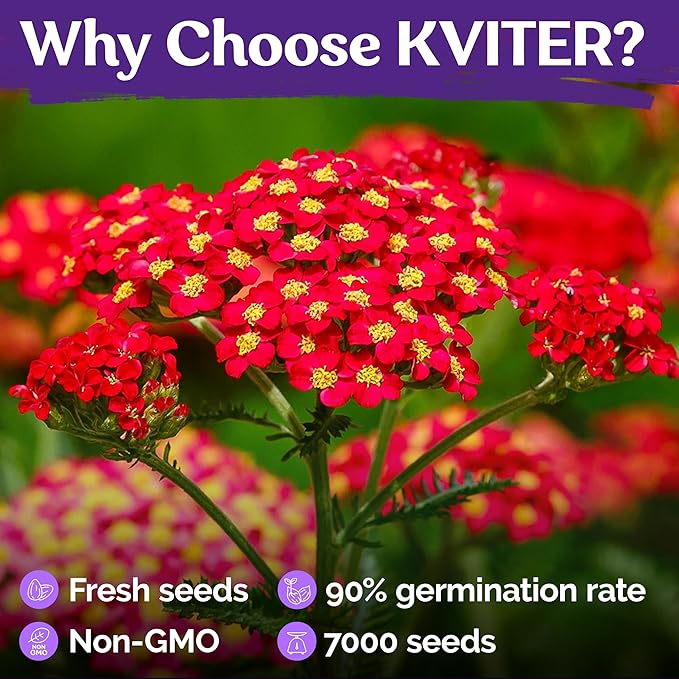 KVITER 7000 Red Yarrow Seeds (Achillea Millefolium Rubra) — Perennial Flower Seeds to Plant Outside, Heirloom & Organic — Native Wildflower Seed for Herb Garden, Beds, Containers & Meadows