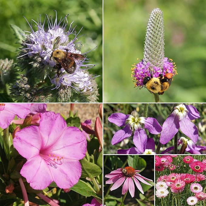 Ferry-Morse Pink and Purple Mix Bulk Flower Seeds, 1lb