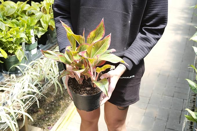 Gardenera Aglaonema Plant Potting Soil - All-Natural Blend for Thriving Aglaonema Plants - Boosts Root Health and Distinctive Foliage - 10 Quart