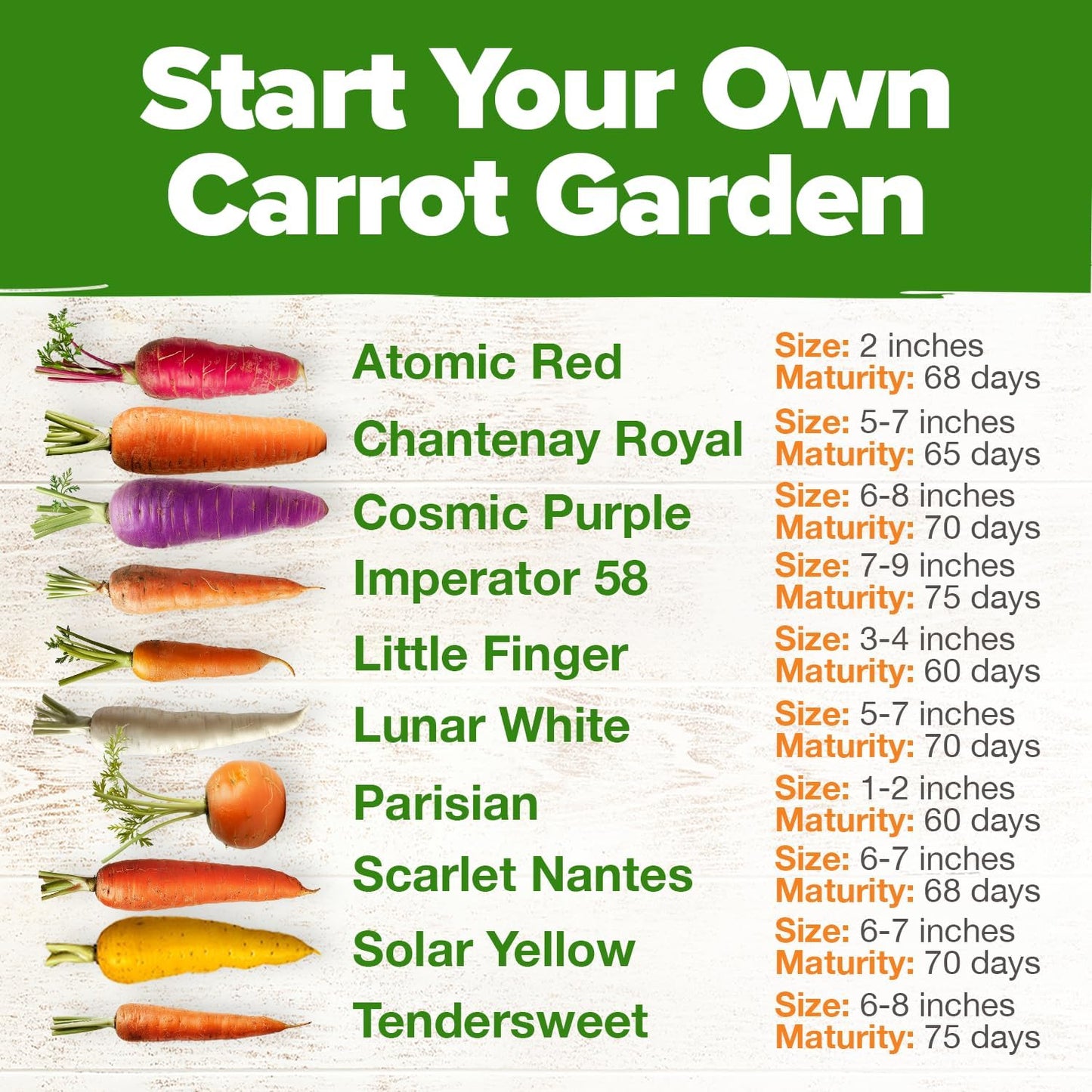 HOME GROWN π¨π¦π π£π₯ππ ππ¨π Rainbow Carrot Seeds β 2500+ Heirloom Seeds (10 Varieties) β High Germination, π‘π’π‘-ππ π’ Vegetable Seeds for Planting Indoors or Outdoor Home Garden