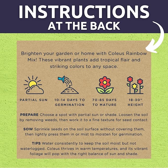 Coleus Rainbox Mix - Large 500mg Envelope - 1,500 Flower Seeds for Planting - Plectranthus scutellarioides