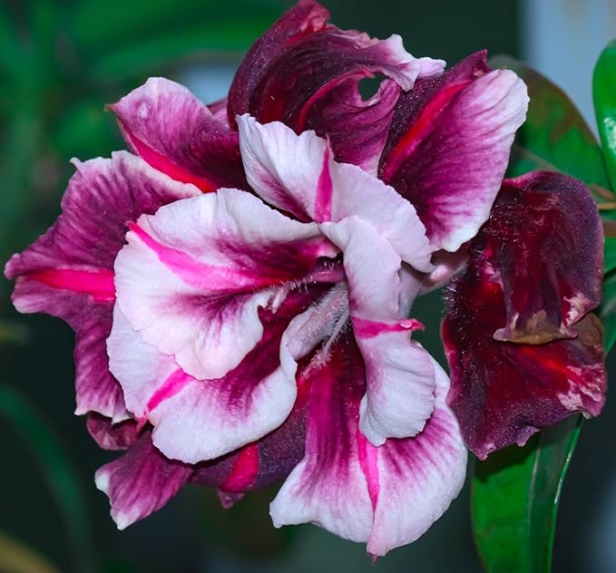5 Desert Rose Seeds for Planting Mixed Color Ready to Grow Adenium Obesum Seeds Exotic Succulent Colorful Bonsai Plant Tropical Rose Flower Planting Non-GMO Heirloom