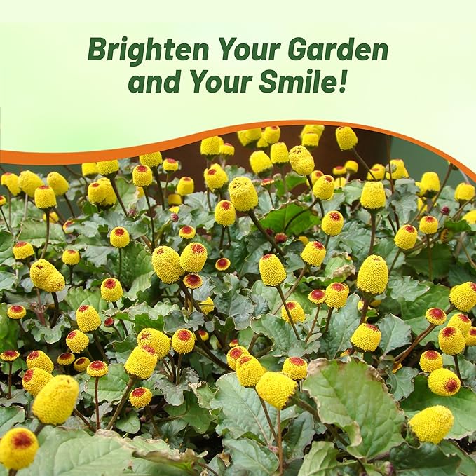 Outsidepride Toothache Plant Seeds - 5000 Pcs. Perennial, Easy to Grow & Pollinator Friendly, Herb Seeds for Planting Ornamental, Pompom-Shaped Yellow Blooms for Culinary Creations & Herb Gardens
