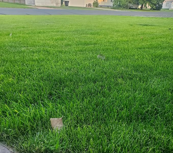 Brownie Brand Kentucky Bluegrass Seed – Premium Lawn Seed for Overseeding, Repairing Bare Spots, and Growing Thick Cool-Season Bluegrass Grass Turf