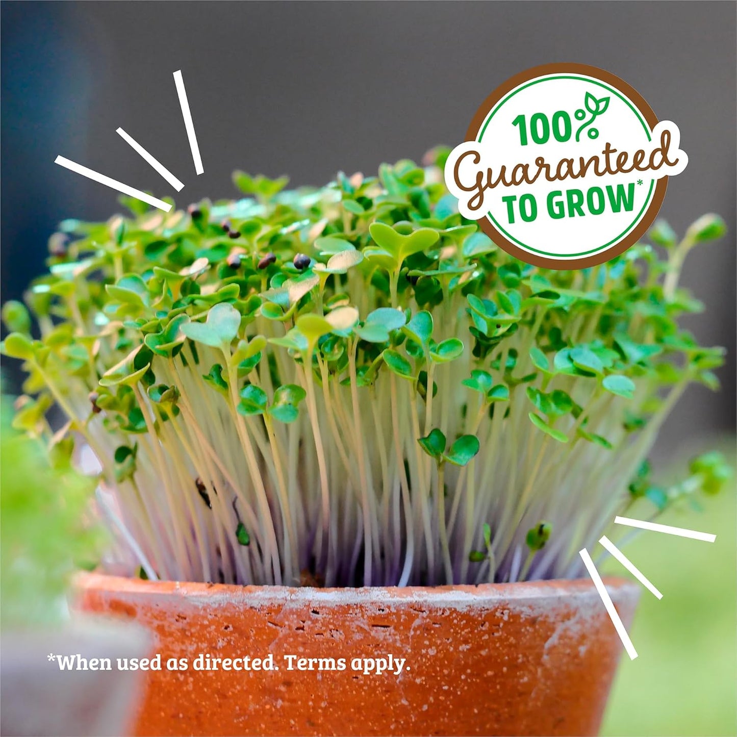 Back to the Roots 100% Organic Alfalfa Seeds | 1 Pound Non-GMO | Nutrient Dense, Easy to Grow, Rich in Fiber