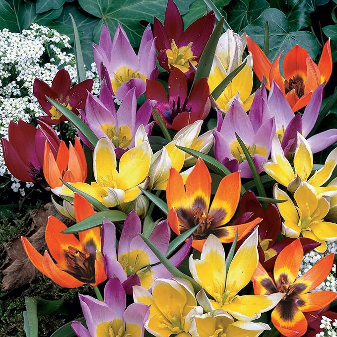 Garden State Bulb Wildflower Mix Multicolor Tulip Flower Bulbs, 6/+ cm, Fall Planting (Bag of 250)