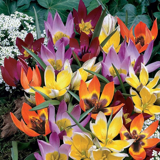 Garden State Bulb Wildflower Mix Multicolor Tulip Flower Bulbs, 6/+ cm, Fall Planting (Bag of 250)