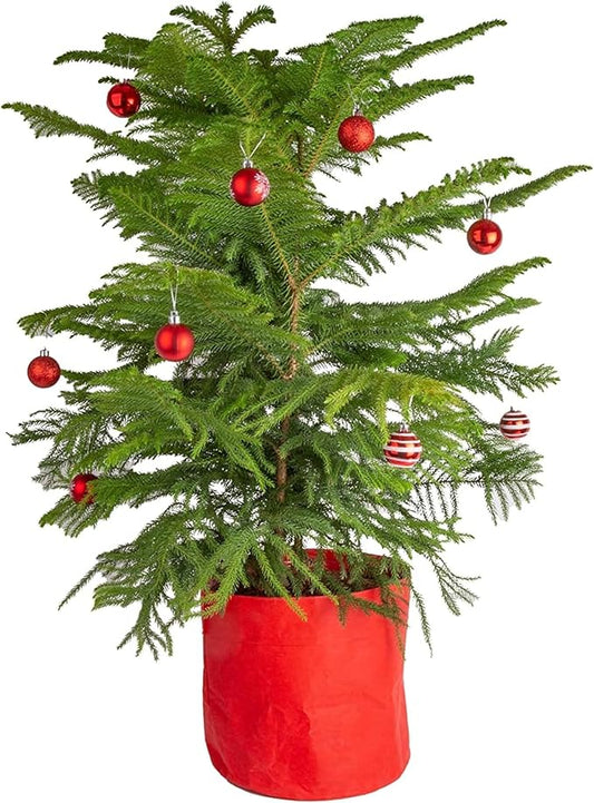 Costa Farms Live Christmas Tree, Large Norfolk Island Pine in Red Indoor Holiday Planter, DIY Christmas Decorations, Ornaments, Christmas Gift and Holiday Room Decor, 3 Feet Tall