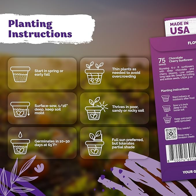 KVITER 75 Chocolate Cherry Sunflower Seeds to Plant (Helianthus annuus) – Heirloom Seed Non GMO Organic Sunflowers Variety, Long Vase-Life Blooms – Flower Seeds for Planting in Home Garden