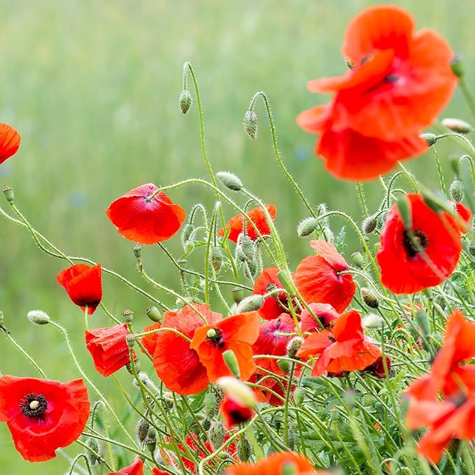 Bentley Seed Co. | Celebration of Life Funeral Favors for Guests | Non-GMO, Non-Coated Flanders Poppy Seed Packets in Our Hearts Forever and Always | Sentimental Memorial Service Gift | Pack of 25