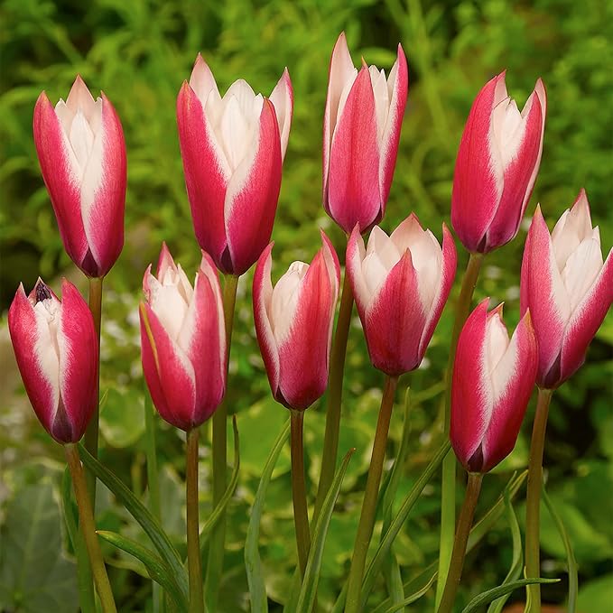 Bloomingbulb Peppermintstick Species Tulip Bulbs (10-Pack) Unique Fall Flower Bulbs for Planting โ Star-Shaped Pink & White Blooms for Spring Gardens