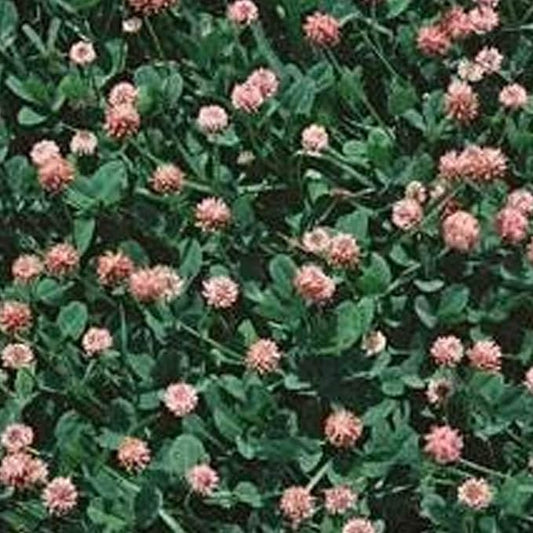 Strawberry Clover - 1 OZ ~16,000 Seeds - Hay, Silage, Green Manure or Farm & Garden Cover Crops - Attracts Pollinators