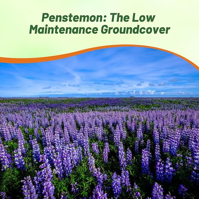 Outsidepride Penstemon Seeds - 5000 Pcs Perennial, Drought-Tolerant & Pollinator Friendly, Strictus Rocky Mountain Wildflower Seeds for Planting with Vibrant Blue-Violet Blooms, Ideal for Xeriscaping