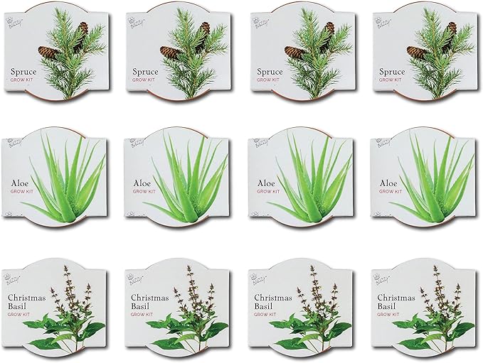 BUZZY Seeds Radiant Collection Grow Kits, 12-Pack Mini Terracotta Pots with Aloe, Christmas Basil, and Spruce Seed Packs,All-in-One Starter Set for All Ages, Gardening Gifts, Stocking Stuffers