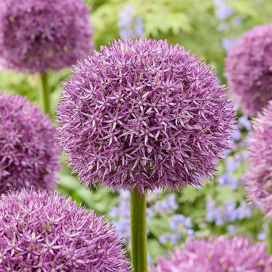 Garden State Bulb Globemaster Giant Allium Flower Bulbs, 20/22cm, Fall Planting (Bag of 20)