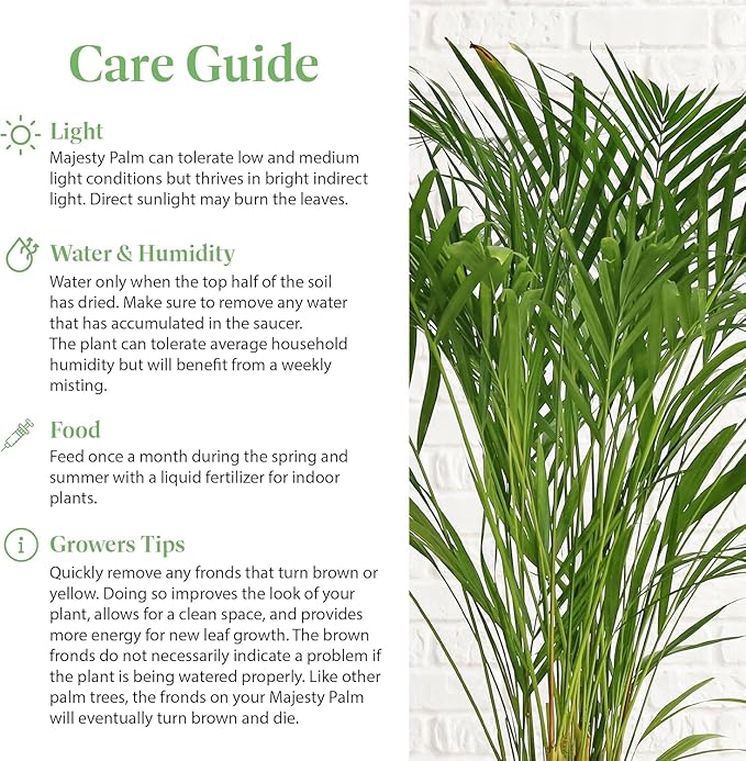 American Plant Exchange Majesty Palm – 10-Inch Pot – Live Tropical Houseplant with Arching Green Fronds, Easy Care Indoor or Patio Plant for Home, Office, Apartment & Landscape Décor