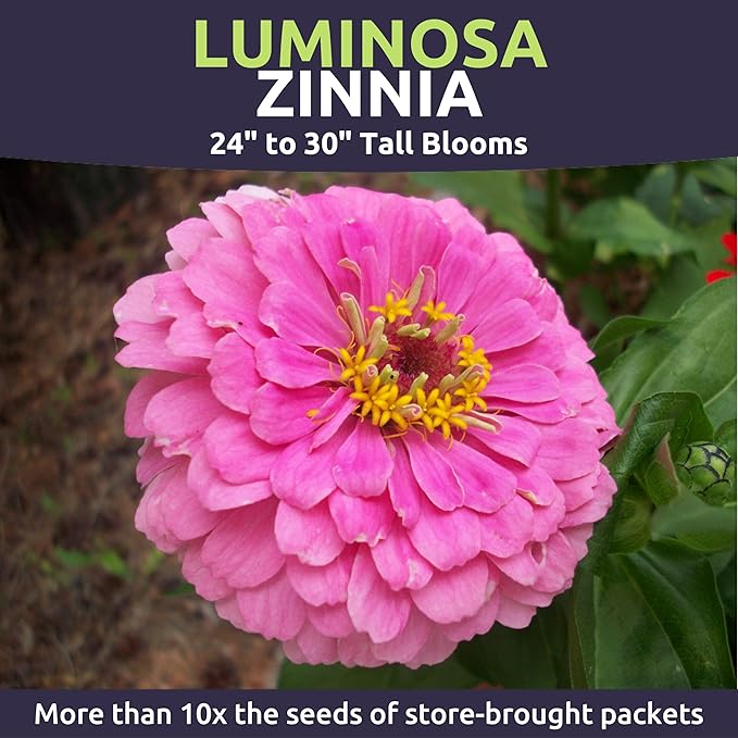 Zinnia Luminosa - Large 1 Ounce Packet - 4,000 Flower Seeds for Planting - Zinnia elegans
