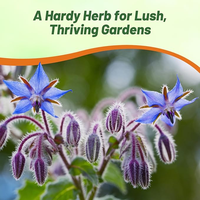 Outsidepride Blue Borage Seeds for Planting – 1 oz. Annual, Drought-Tolerant Herb Seeds with Star-Shaped Blooms, Attracts Bees for Pollinator Gardens, Summer Teas, Decoration & Culinary Use