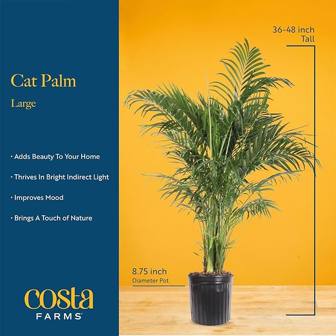 Costa Farms Cat Palm, Live Indoor Houseplant in Garden Plant Pot, Floor House Plant Potted in Potting Soil, Housewarming Gift for New Home, Living Room, Office, Patio Palm Tree Decor, 3-4 Feet Tall