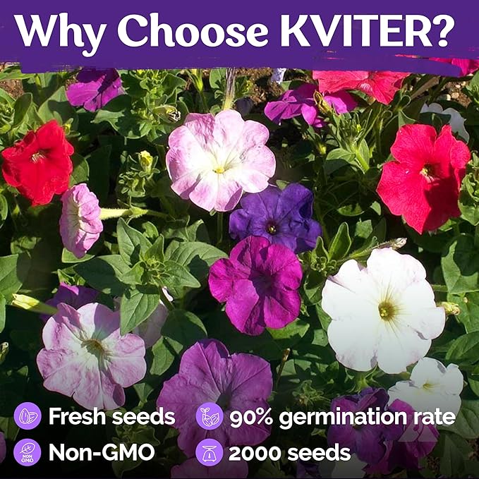 KVITER 2,000 Mix Dwarf Petunia Seeds for Planting Flowers (Nana Compacta) — Mini Petunia Flower Seeds, Annual, Organic & Non GMO — Beds, Hanging Baskets, Containers, Outdoor & Indoor Garden