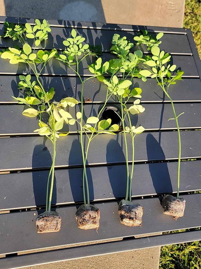 3 Moringa Plants with Free Moringa Seeds - Live Moringa Tree - Moringa Oleifera Plant - Moringa Tree - Drumstick Tree - Miracle Tree - Established Roots - Non-GMO - Organic - Moringa Plants - Herbs