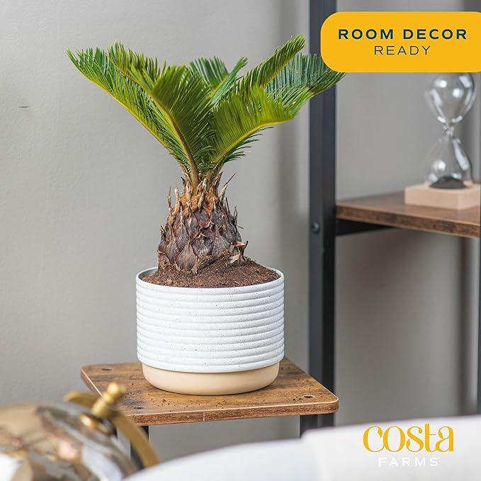 Costa Farms Live Sago Palm, Easy to Grow Live Indoor Plant, Houseplant in Plant Pot, Home and Room Decor, 1 Foot Tall