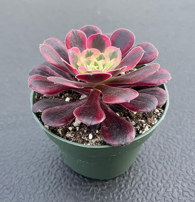 Sprout N Green Aeonium 'Meidusha', Live Rare Succulent Potted 4" Planter, Real House Plant for Party Favors Home Indoor Outdoor Garden Wedding Decoration DIY Projects