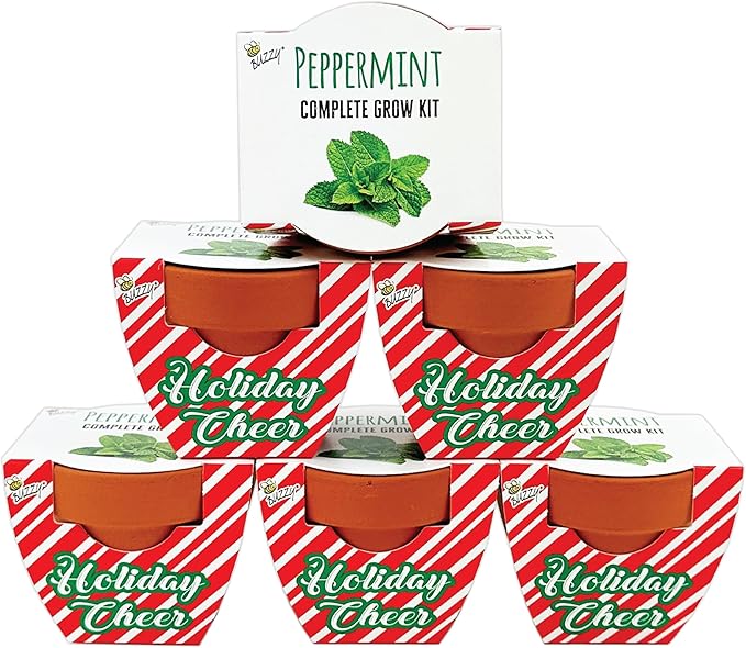 BUZZY Seeds Holiday Candy Cane Mini Terracotta Grow Pots, 6-Pack Peppermint Seeds, Indoor Plant Starter Kit, Stocking Stuffers, Party Favors Adults, for Kids
