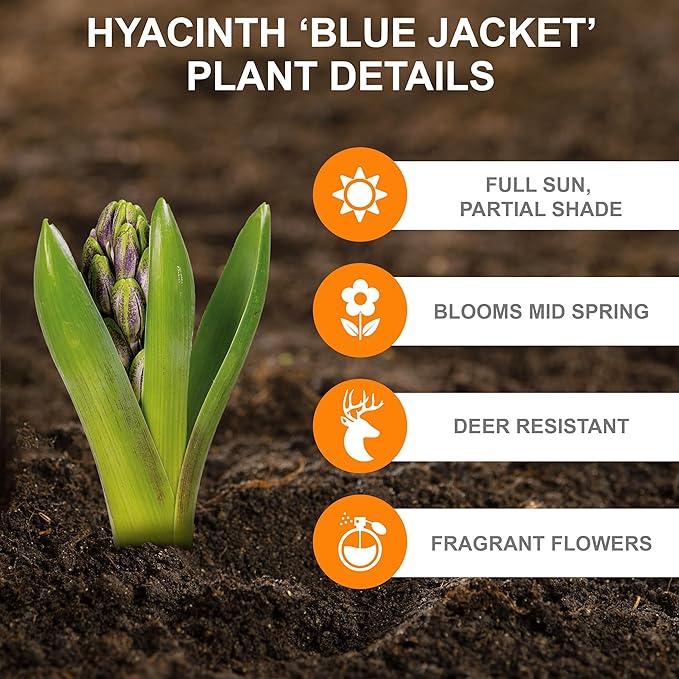 Garden State Bulb Blue Jacket Hyacinth Flower Bulbs, 15/16cm, Fall Planting (Bag of 25)