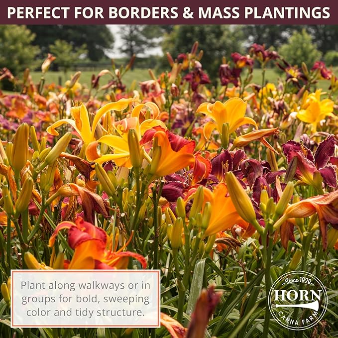 Double Charm Daylily Flower Bulbs – Double Lemon-Yellow Blooms – Easy-Grow, Drought-Tolerant Hardy Perennial for Full Sun (Zones 3–9) Fall Planting Spring Blooming