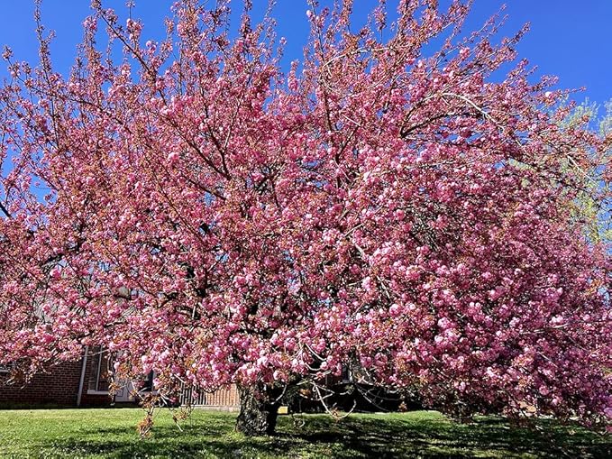 2 Kwanzan Cherry Blossom Tree Live Plants (6''-10'' Tall)- Japanese Cherry Blossom for Gardening - Not Ship CA