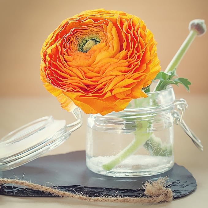 Easy to Grow Ranunculus Tecolote Gold 10 Plant Bulbs - Orange Yellow Flowers in Spring, Full Sun Outdoor Zones 8-10, Mediterranean Carlsbad Flower Fields
