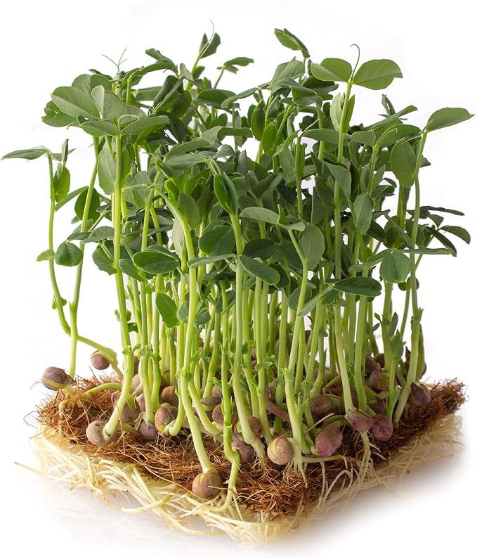 Arivka Pea Garden Seeds - 5 Lb ~11,500 Seeds - Non-GMO Green Pea Seed - Cover Crop - AKA: Arivka Field